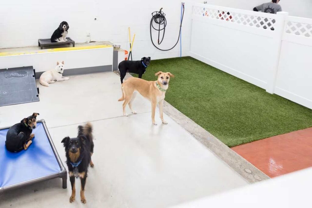 Dog Daycare in Virginia
