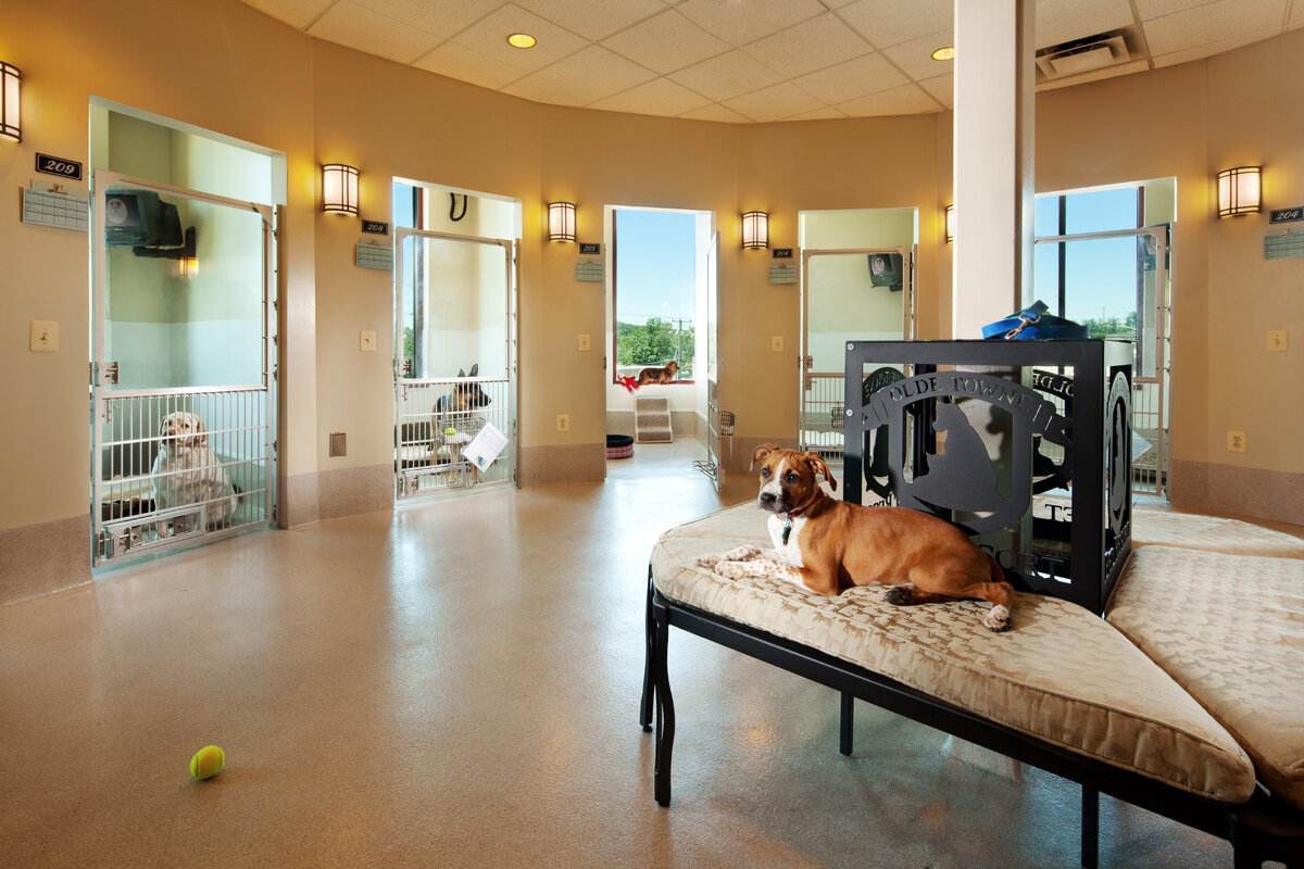 What Makes Pet Grand Hotel the Ultimate Haven for Your Furry Friends?