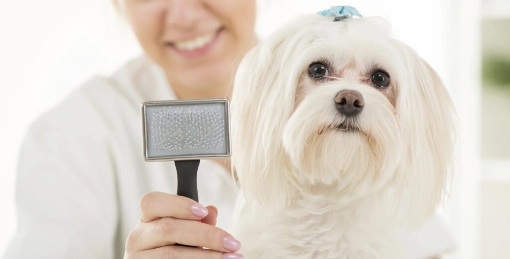Dog Grooming service in Reston