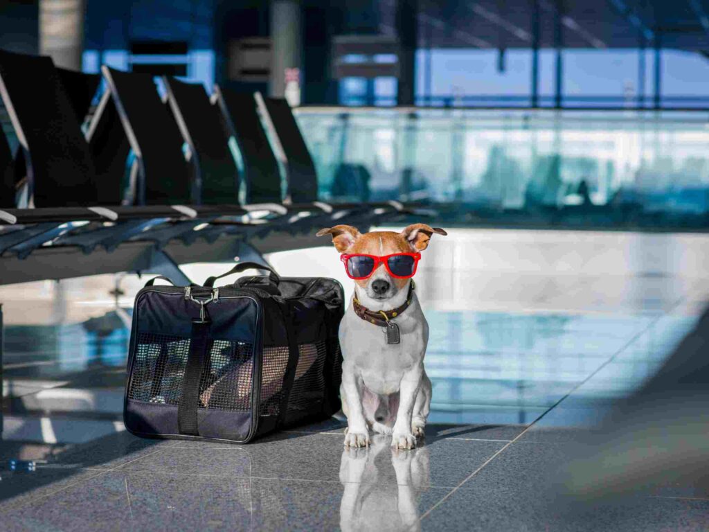 Airport dog boarding in USA