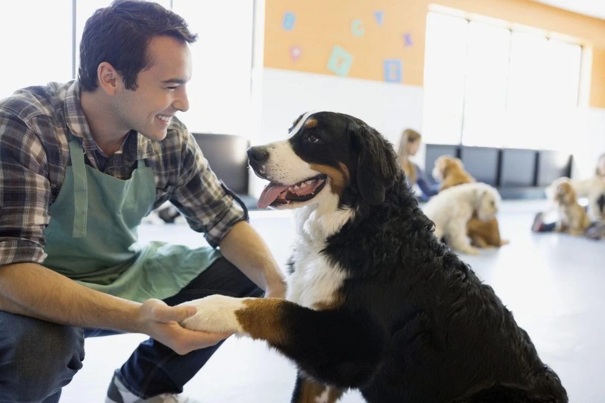 Daycare for dogs