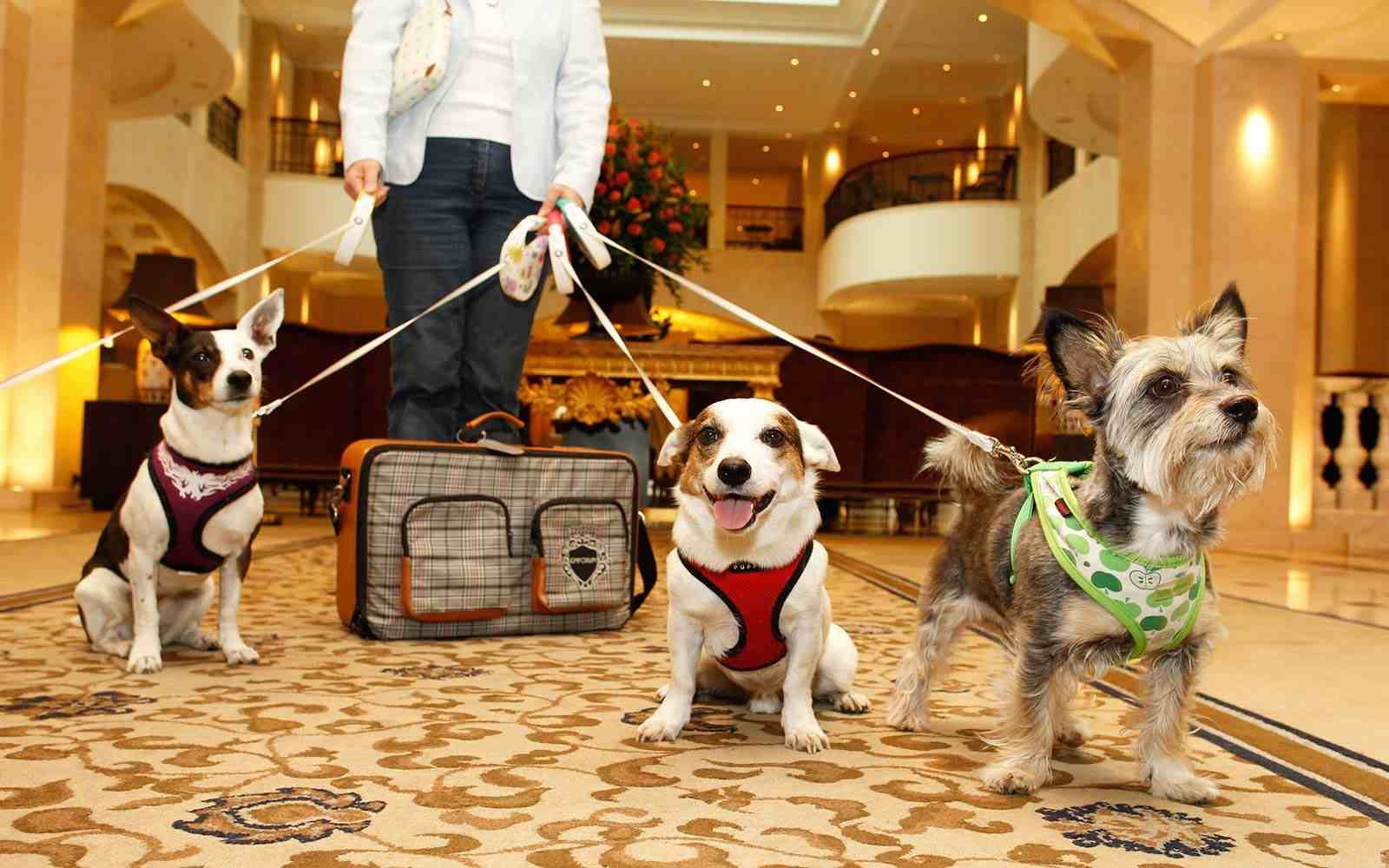 What Makes Pet Grand Hotel in Falls Church, VA the Ultimate Retreat for Your Pet?