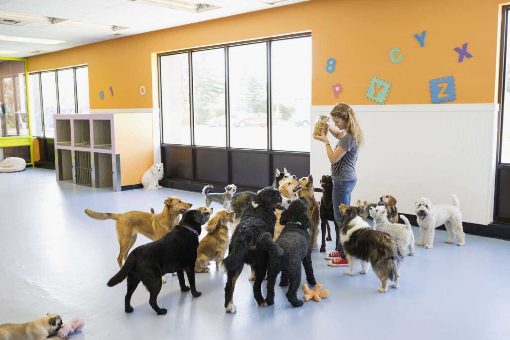 Pet daycare