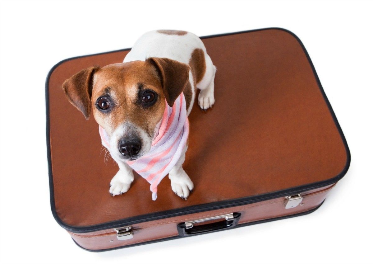 Airport dog boarding in USA