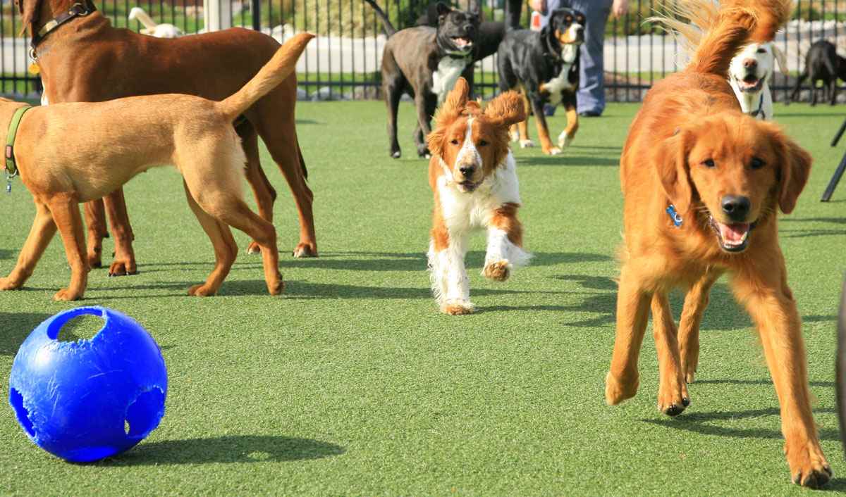 Daycare for dogs