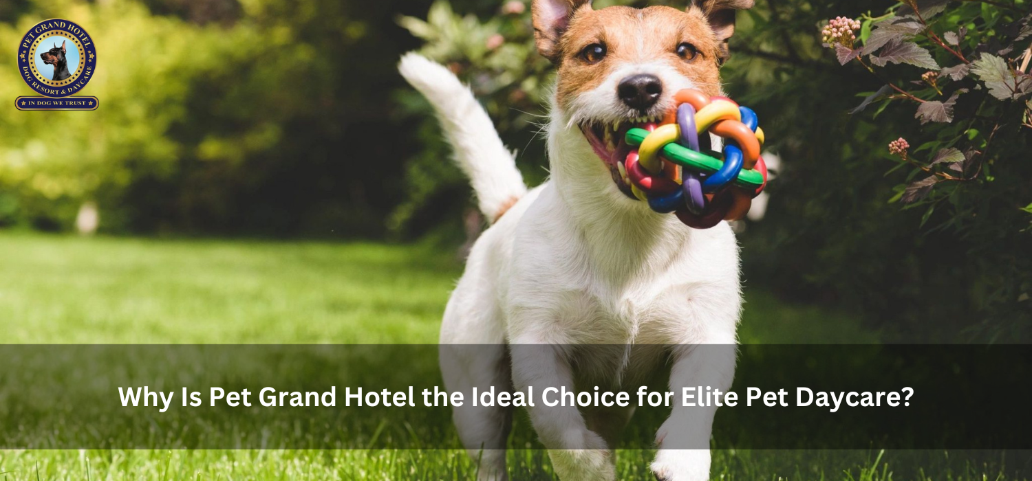 Why Is Pet Grand Hotel the Ideal Choice for Elite Pet Daycare?