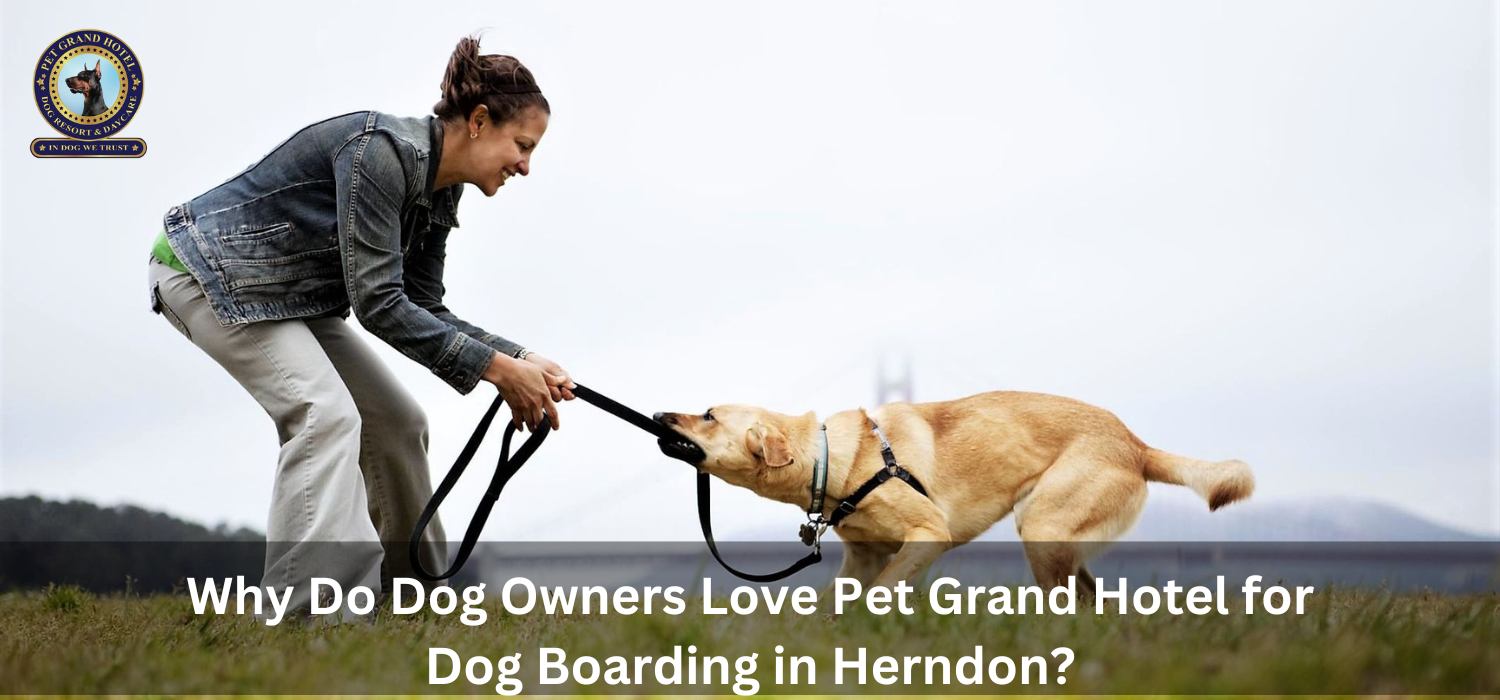 Dog boarding herndon