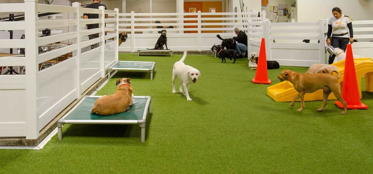 Dogs care center in Herndon, VA USA