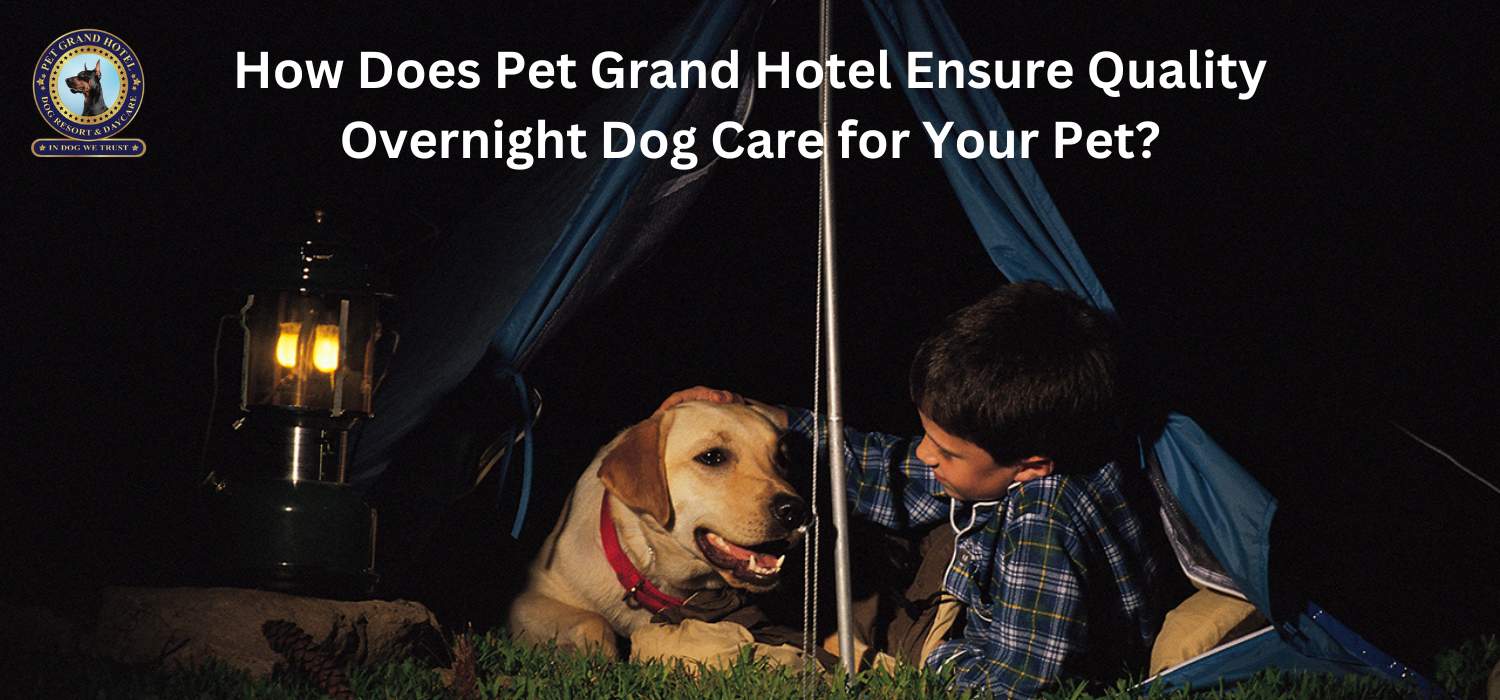 How Does Pet Grand Hotel Ensure Quality Overnight Dog Care for Your Pet?