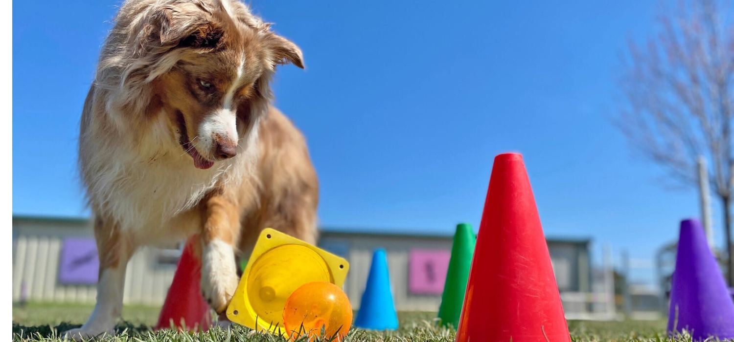 Dogs care center in USA