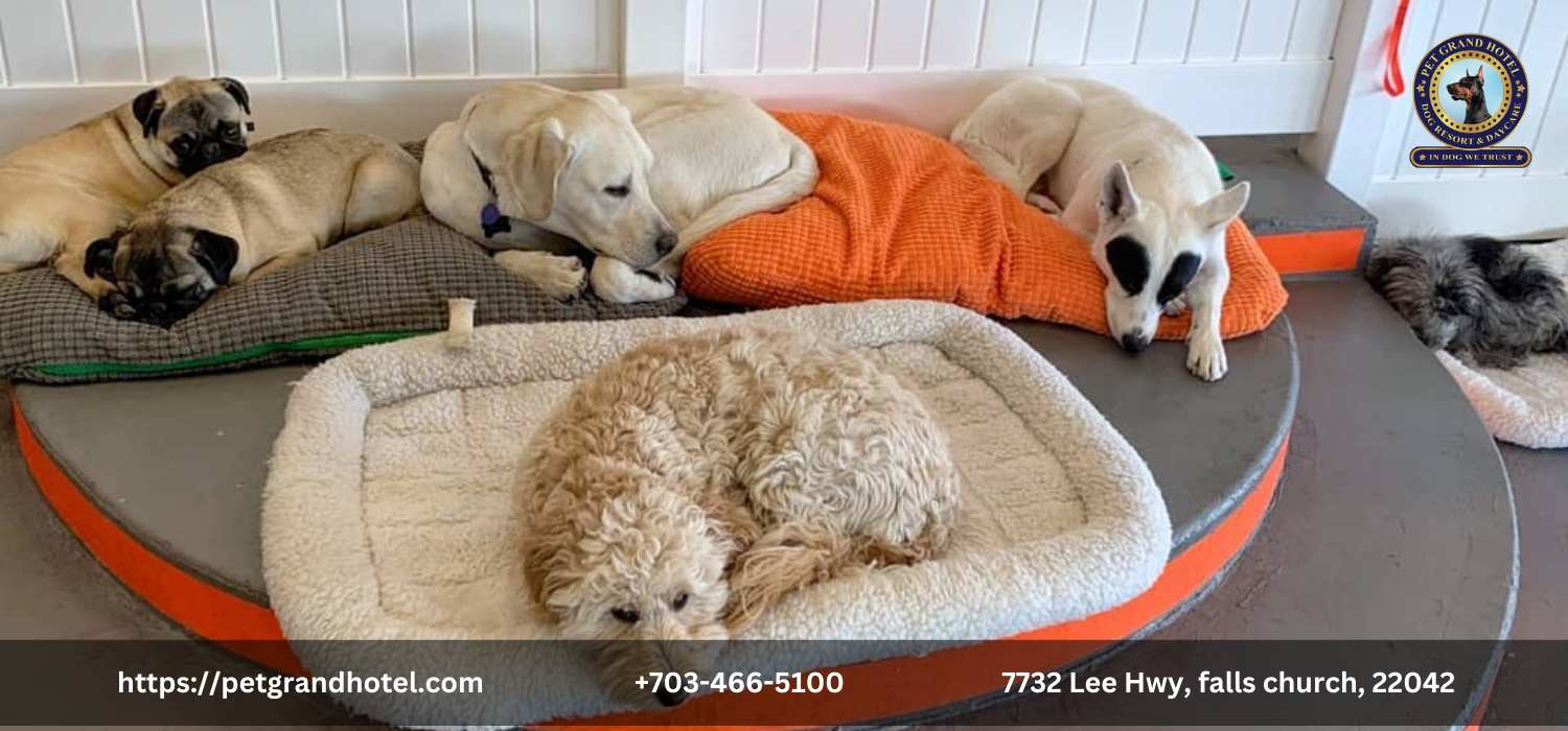 What Are the Best Overnight Dog Boarding Services in the USA?