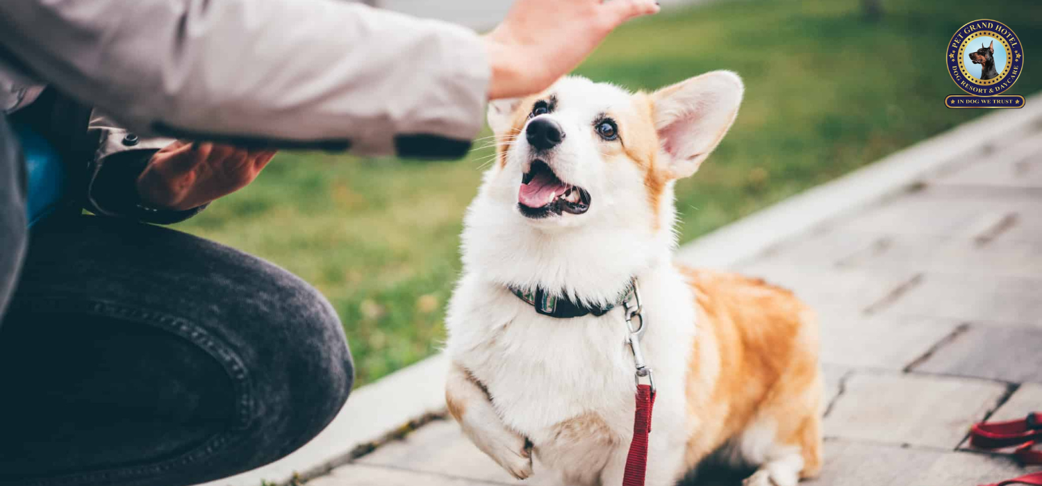 A Guide to Preparing Your Dog for Boarding in VA