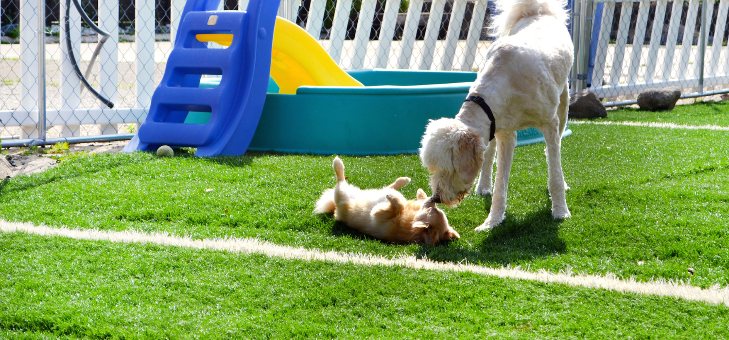 dog daycare in virginia