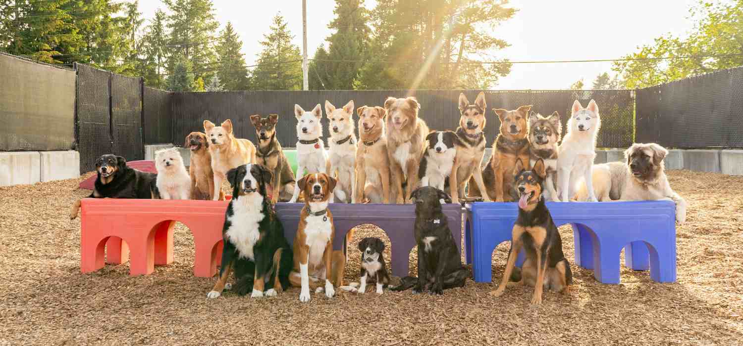 dog daycare prices