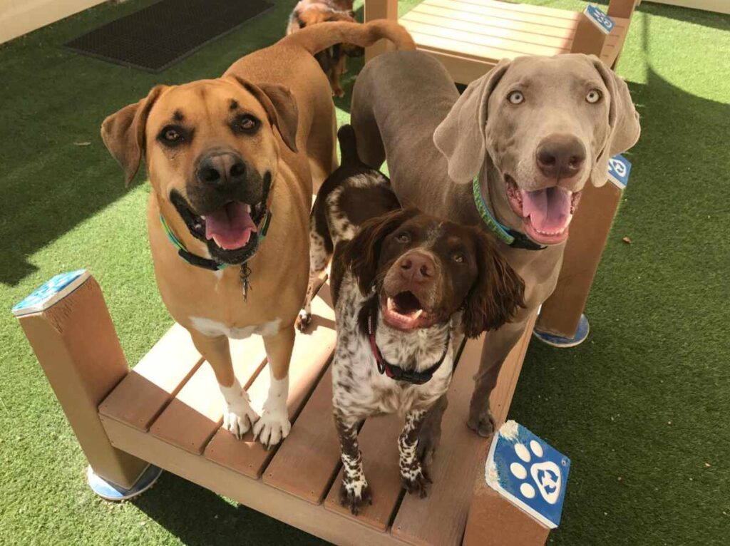 doggy daycare cost